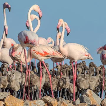 El flamenco común se reproduce con éxito por sexto año en la laguna de Torrevieja