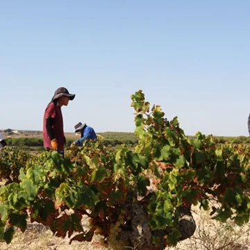 Vendimia en los históricos viñedos de La Mata