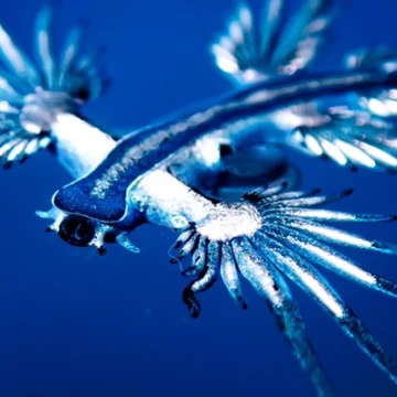 Aparecen ejemplares del vistoso dragón azul en la playa de La Mata