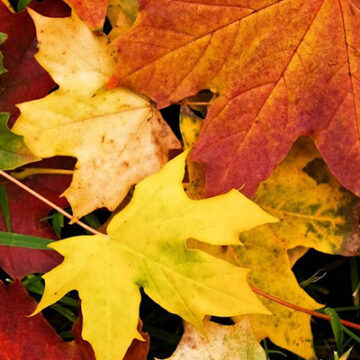 Cuaderno de otoño III: Lecturas, despedidas y palabras