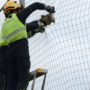 Rescatado un alcavarán atrapado en las instalaciones deportivas municipales