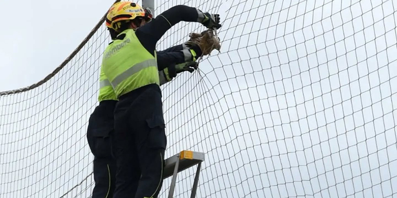 VA3437-BUITRE Rescatado un alcavarán atrapado en las instalaciones deportivas municipales