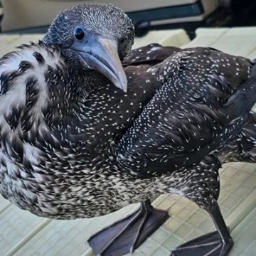 Rescatado un juvenilde alcatraz atlántico