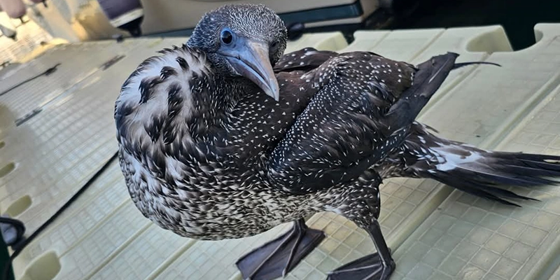 va3433-albatro Rescatado un juvenilde alcatraz atlántico