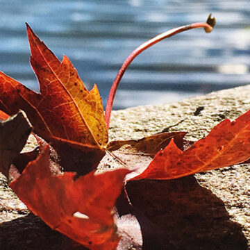 Cuaderno de otoño IV: Río profundo