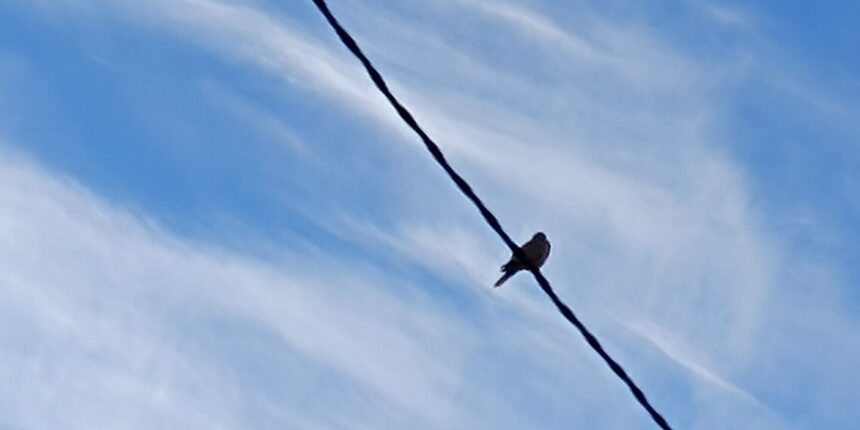 Cuaderno de otoño XI: Un poco de compañía