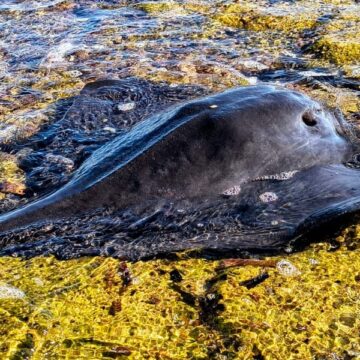 La Unidad de Medio Ambiente de la Policía Local rescata una raya violácea