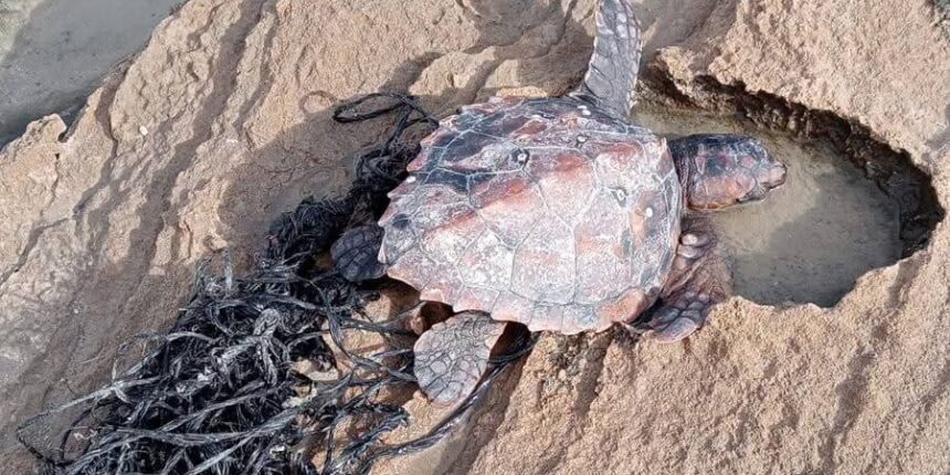 Rescatada una tortuga boba en Cabo Cervera 
