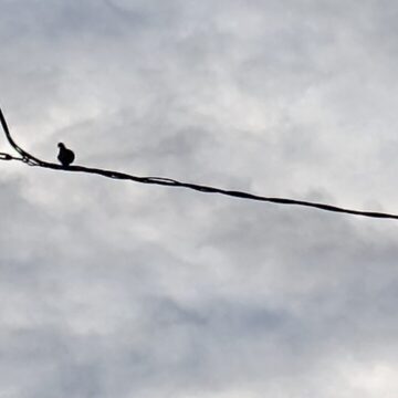 Poste de luz con un pájaro solitario sobre el cable, en un cielo nublado de invierno. Imagen contemplativa que acompaña la columna “Cuaderno de invierno II” de Marco Antonio Torres Mazón, evocando recuerdos, melancolía y la quietud del invierno en Torrevieja.