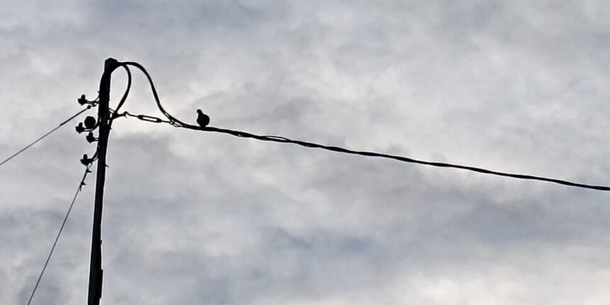 Poste de luz con un pájaro solitario sobre el cable, en un cielo nublado de invierno. Imagen contemplativa que acompaña la columna “Cuaderno de invierno II” de Marco Antonio Torres Mazón, evocando recuerdos, melancolía y la quietud del invierno en Torrevieja.