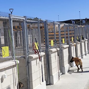 instalaciones del albergue municipal de animales de Torrevieja con perros en adopción