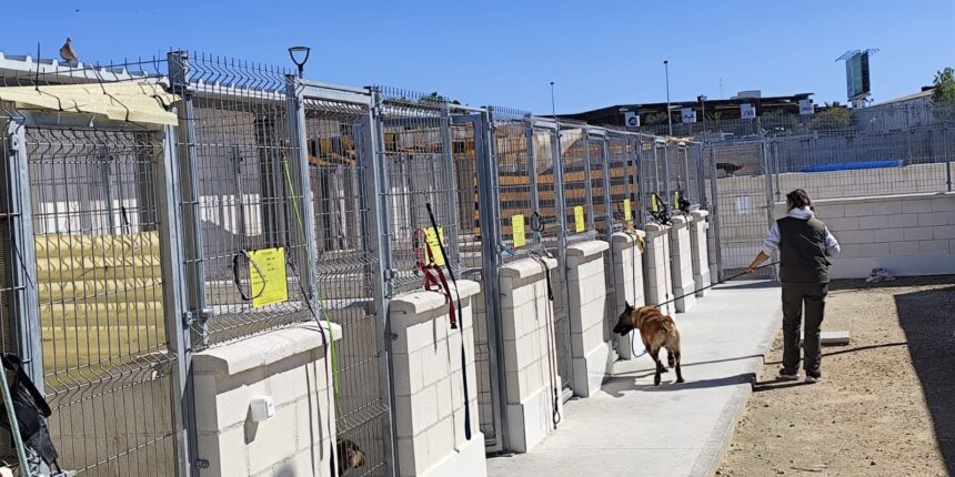 instalaciones del albergue municipal de animales de Torrevieja con perros en adopción