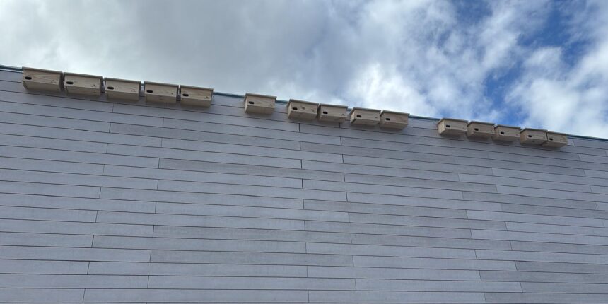 El Ayuntamiento impulsa la biodiversidad urbana con la instalación de nidales para vencejos y avión común