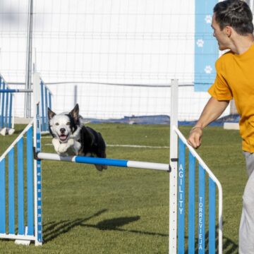 va3457-agility canino Perro saltando una valla de agility mientras su guía corre a su lado