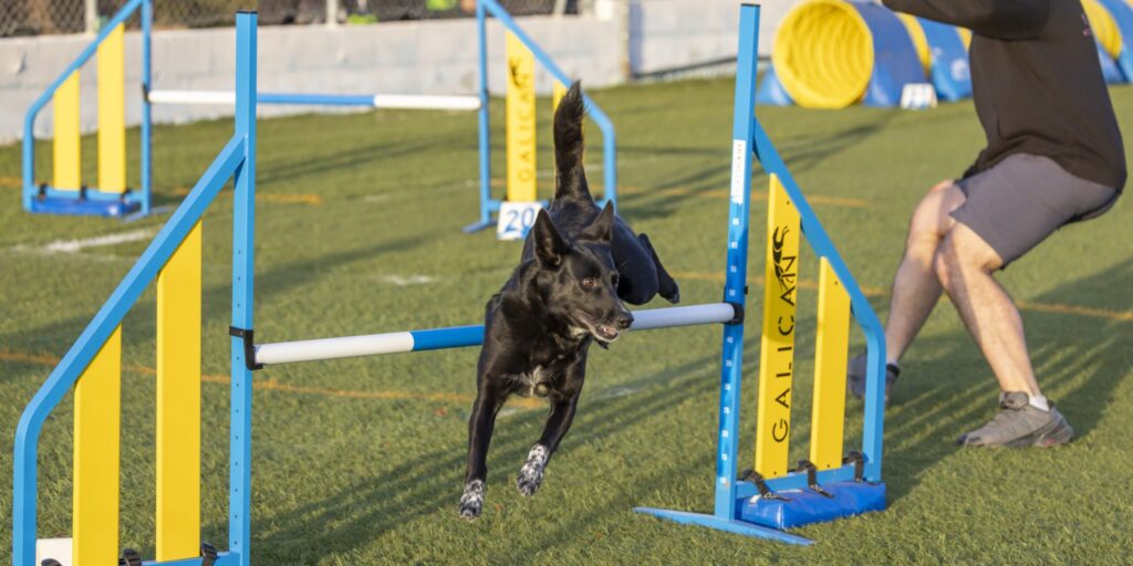 Perro negro superando un obstáculo de salto bajo las indicaciones de su guía