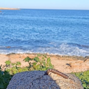 Cuaderno de invierno IX: Del silencio (II)