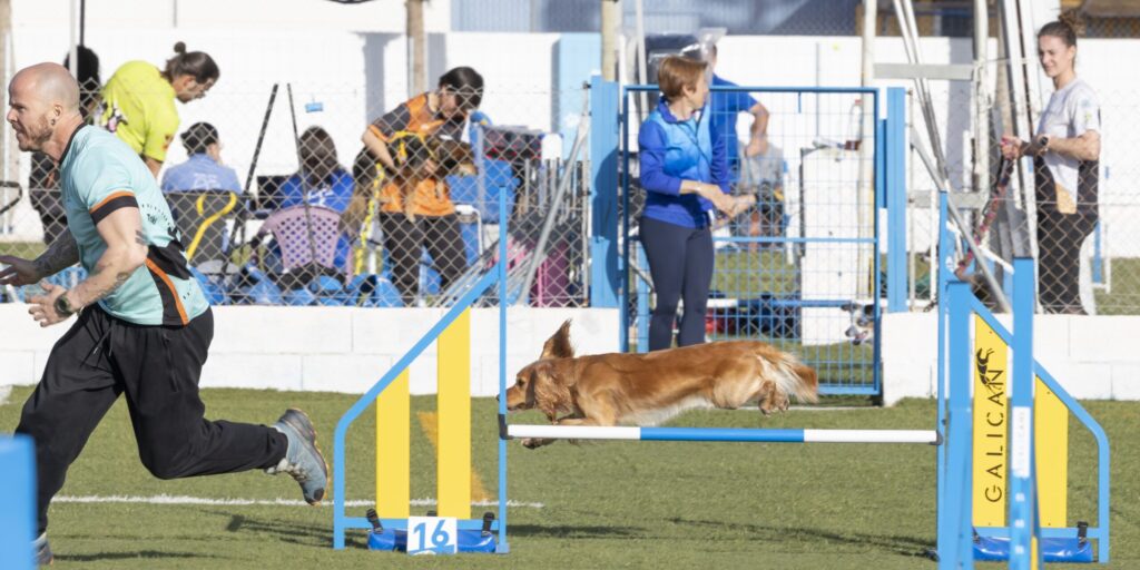 Perro de raza pequeña en pleno salto de valla