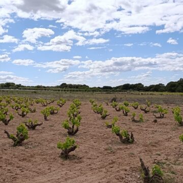 El cielo soleado con unas cuantas nubes sobre plantaciones en el Parque Natural de Las Lagunas