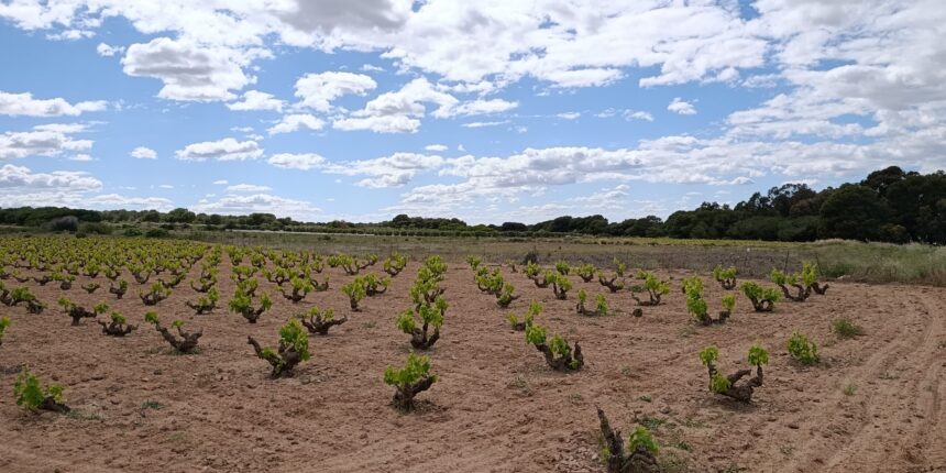 El cielo soleado con unas cuantas nubes sobre plantaciones en el Parque Natural de Las Lagunas