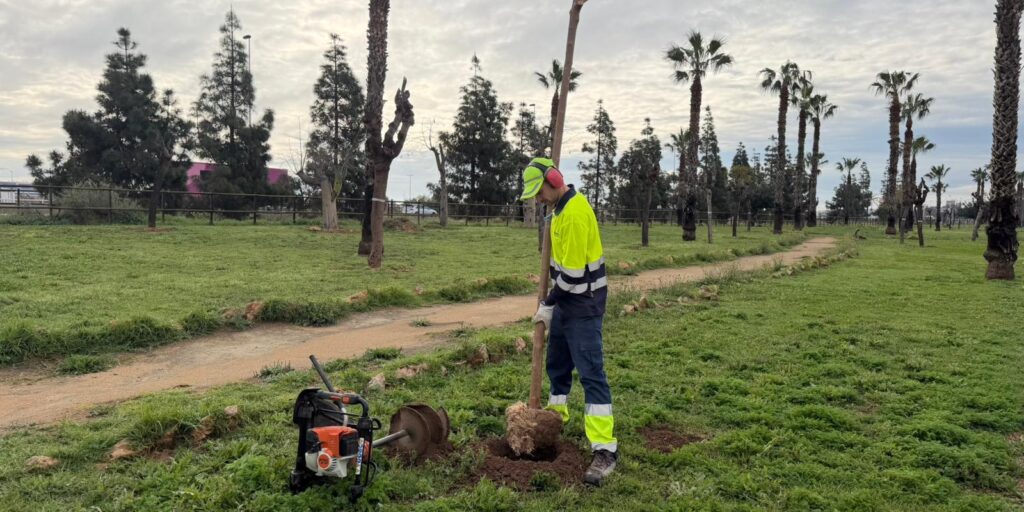 Operario del Ayuntamiento de Torrevieja plantando moreras