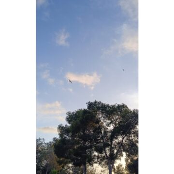 Arbol y pajaros sobre el cielo durante el amanecer o atardecer