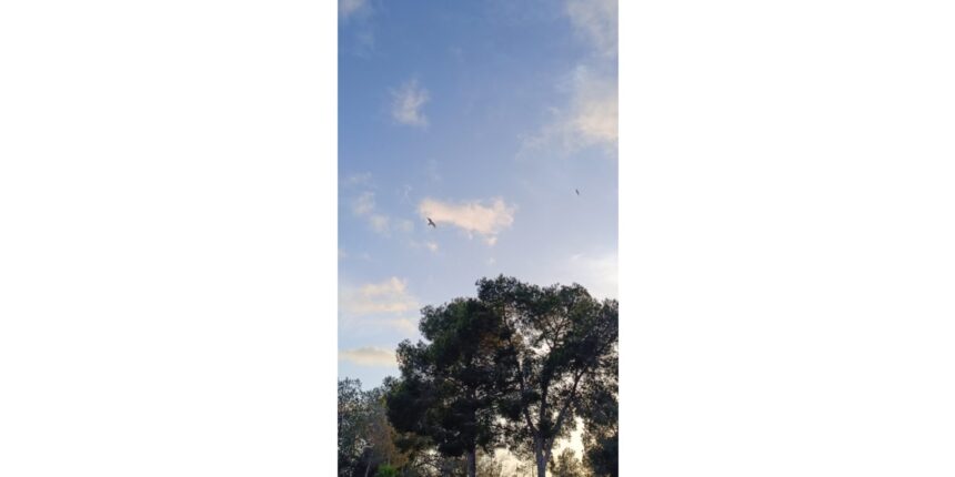 Arbol y pajaros sobre el cielo durante el amanecer o atardecer