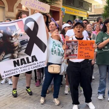 Condenado por maltrato animal tras matar a la gata Nala en Torrevieja