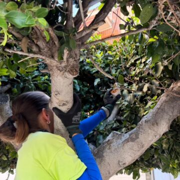 Técnica de lucha biológica en un ficus de la Plaza de Oriente de Torrevieja para controlar la psila