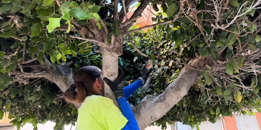 Técnica de lucha biológica en un ficus de la Plaza de Oriente de Torrevieja para controlar la psila