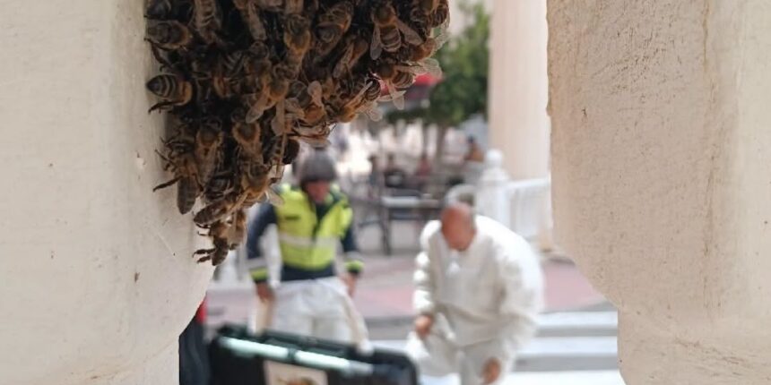 Enjambre de abejas adherido a una balaustrada antes de ser retirado por los bomberos en La Mata