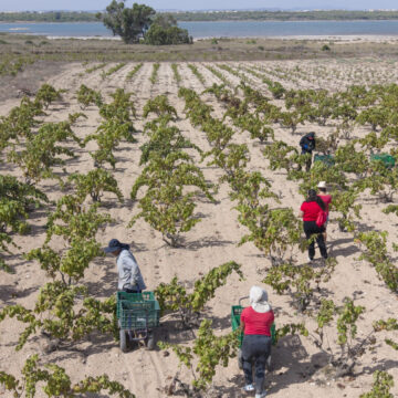 VA3477-merseguera-la-mata-vendimia-vino.jpg Racimos de uva merseguera durante la vendimia en los históricos viñedos de La Mata, junto al Parque Natural.