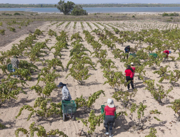Racimos de uva merseguera durante la vendimia en los históricos viñedos de La Mata, junto al Parque Natural.