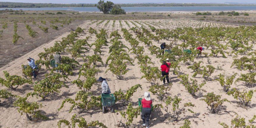 VA3477-merseguera-la-mata-vendimia-vino.jpg Racimos de uva merseguera durante la vendimia en los históricos viñedos de La Mata, junto al Parque Natural.