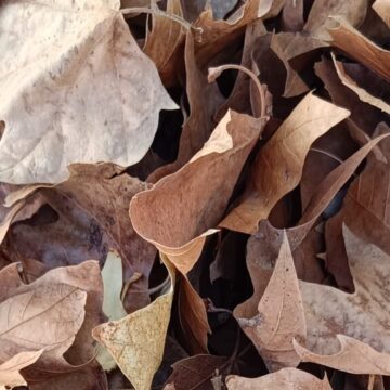 VA-3479-hojas-secas-preludio-otono.jpg Hojas secas caídas que anuncian la llegada del otoño