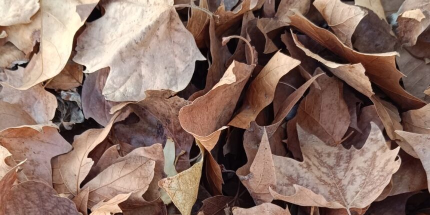VA-3479-hojas-secas-preludio-otono.jpg Hojas secas caídas que anuncian la llegada del otoño