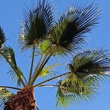 Palmera bajo el cielo azul de Torrevieja en una imagen que acompaña a “Notas de un diario. El tiempo, el olvido”.