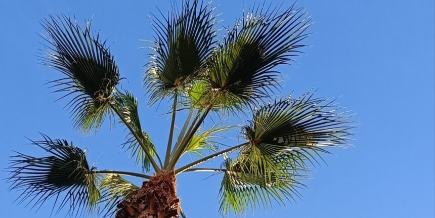 Palmera bajo el cielo azul de Torrevieja en una imagen que acompaña a “Notas de un diario. El tiempo, el olvido”.